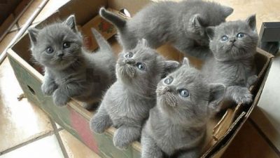 Todo sobre la toxoplasmosis, ¿una enfermedad transmitida solo por gatos?