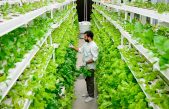 Grandes empresas tecnológicas invierten millones en la agricultura del futuro: los cultivos verticales