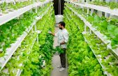 Grandes empresas tecnológicas invierten millones en la agricultura del futuro: los cultivos verticales