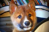 Wandi, el ‘perrito’ perdido que resultó ser una especie en peligro de extinción