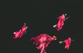 La física intuitiva deja su huella en nuestras fantasías