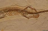 Fósiles de serpientes con patas fueron descubiertos recientemente