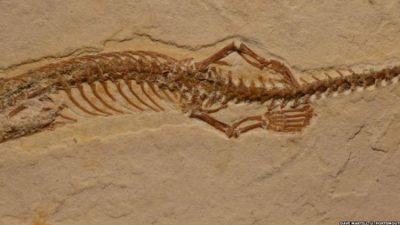 Fósiles de serpientes con patas fueron descubiertos recientemente