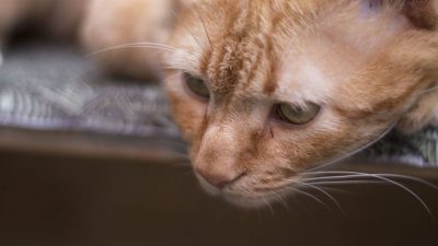 Cómo saber que tu gato está sintiendo dolor