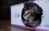 La curiosidad ya no mata al gato: la solución de la Física a la paradójica caja de Schrödinger