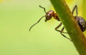 Un millón de hormigas caníbales escapan de un búnker nuclear