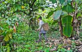 La “farmacia” de la jungla no se elige aleatoriamente