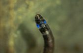 Descubierto el primer insecto sudamericano que emite luz azul
