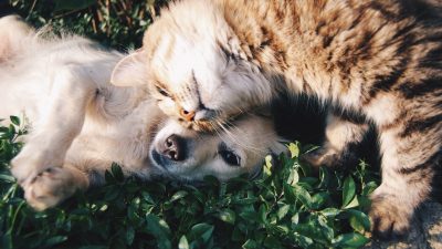 Los perros no solo están hechos para ser sociables con humanos sino con otras especies