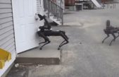El perro robótico de Boston Dynamics trabaja ahora para la Policía