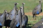 Descubren la primera sociedad compleja en las aves