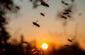 La población de insectos se ha reducido a niveles alarmantes, revela estudio