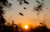 La población de insectos se ha reducido a niveles alarmantes, revela estudio