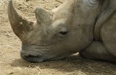 Científicos crean cuernos falsos de rinoceronte para proteger al animal en extinción