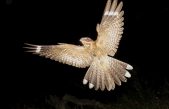 Las aves nocturnas podrían comunicarse a través de la fluorescencia de sus plumas