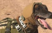 El Ejército de EUU está desarrollando una nueva tecnología que protegerá mejor las orejas de sus perros