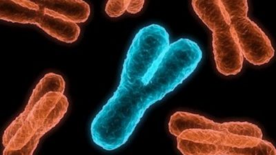 Descubren que el cromosoma Y está desapareciendo de los hombres