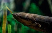 Árbol de Navidad «iluminado» por anguila: ¿Cómo funciona?