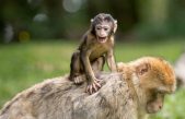 El secreto está en los monos: descubren que el habla humana apareció 20 millones de años antes de lo que se creía