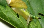 Este llamativo caracol de colores en realidad es un zombi