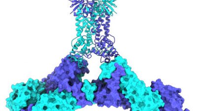 Describen cómo funciona el interruptor de las defensas CRISPR en bacterias