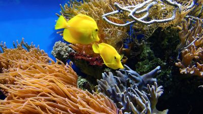Las minorías de animales y plantas se comportan como los humanos