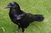 Los cuervos podrían ser el animal más inteligente junto a los primates