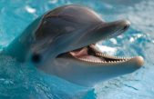 Curiosidades sobre los delfines