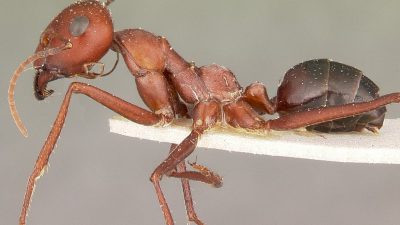 El animal terrestre con mayor tolerancia al calor vive en un desierto más grande que Estados Unidos