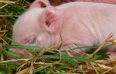 ¿Una nueva especie? Científicos crean la primera quimera mono-cerdo del mundo