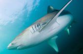 Hallan un lugar al que los tiburones regresan cada año, pero nadie entiende por qué