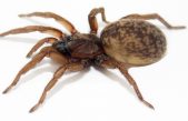Las hembras de una araña transmiten señales por la seda para incentivar el cortejo de los machos