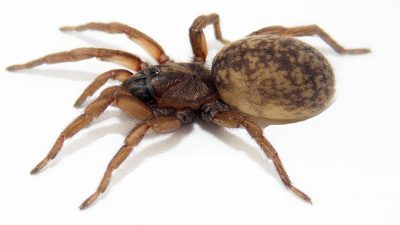 Las hembras de una araña transmiten señales por la seda para incentivar el cortejo de los machos