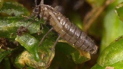 Distintas especies de mosquitos invaden la Antártida