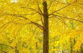 El secreto del Ginkgo biloba para vivir 3.000 años