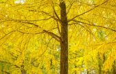 El secreto del Ginkgo biloba para vivir 3.000 años