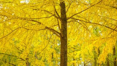 El secreto del Ginkgo biloba para vivir 3.000 años