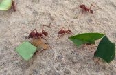 Las hormigas ‘Atta sexdens’ aceleran el corte y el transporte de hojas ante amenazas de temporales