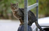 ¿Por qué caen los gatos siempre de pie?