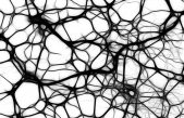 Vida después de la muerte (de las neuronas)