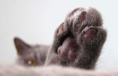 Una gata vuelve a caminar gracias a prótesis intraóseas elaboradas por científicos rusos