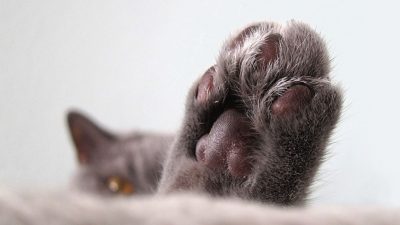 Una gata vuelve a caminar gracias a prótesis intraóseas elaboradas por científicos rusos