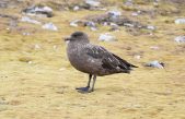 Nuevas especies y posibles extinciones: el impacto del cambio climático en biodiversidad antártica