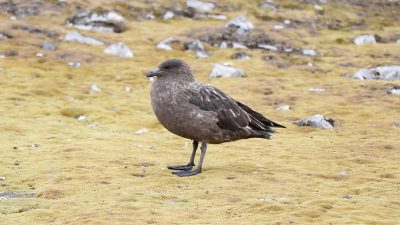 Nuevas especies y posibles extinciones: el impacto del cambio climático en biodiversidad antártica