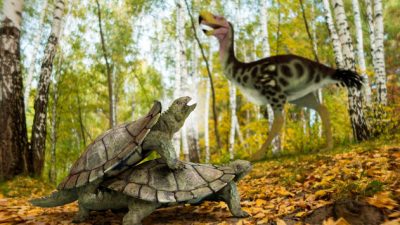 Una única tortuga primitiva resistió a la extinción masiva en el hemisferio norte