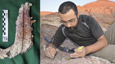 Descubren una nueva especie de dinosaurio carnívoro que habitó la Patagonia hace 90 millones de años