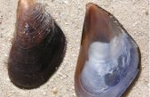 Estas son las especies invasoras que amenazan la biodiversidad de la Antártida