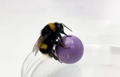 Los abejorros aprenden a distinguir objetos por el tacto