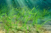 Hallan en China a las abuelas de las actuales plantas: algas de hace 1.000 millones de años