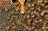 La humanidad podría enfrentarse a una gran escasez de alimentos si la abejas y abejorros desaparecieran